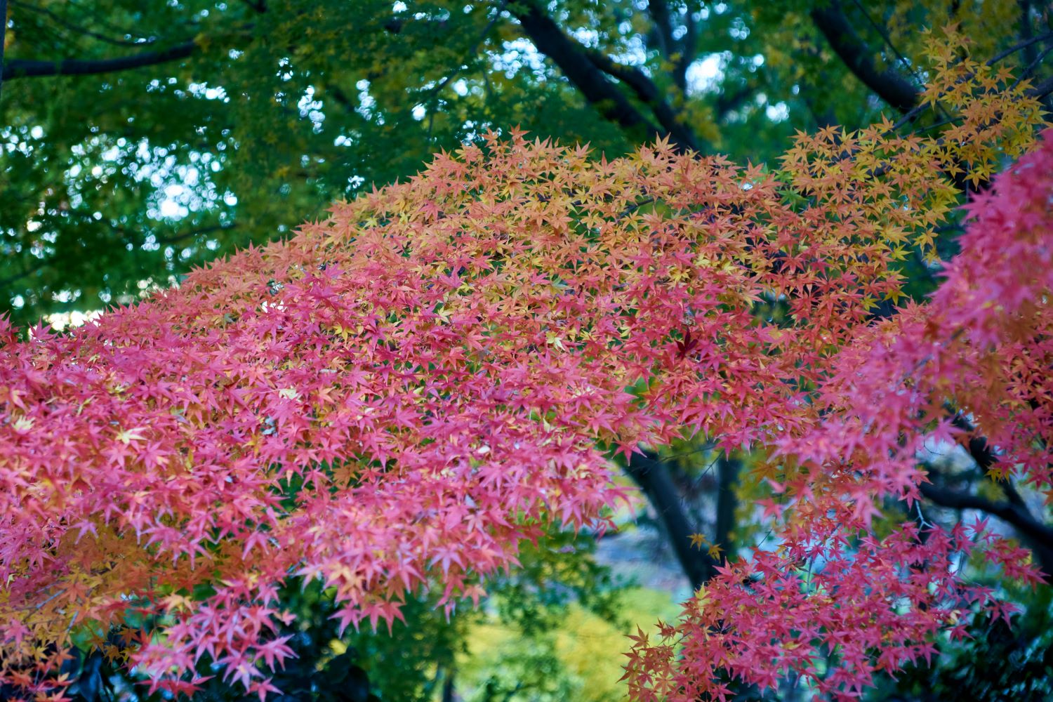 The maple branches are turning from green to yellow to red, painting a vivid gradient.