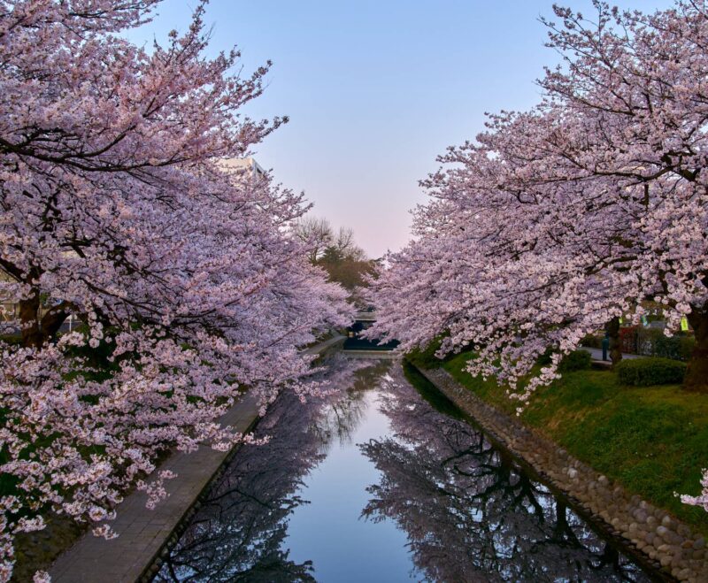 The view of cherry blossoms in full bloom reflecting on the water's surface along the Matsukawa River in Toyama City