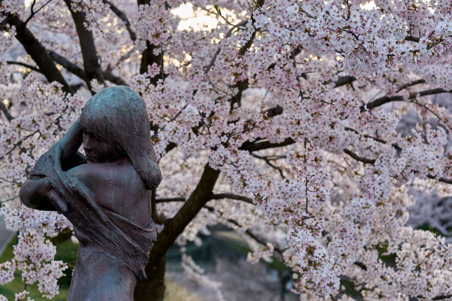 The spring scene along the Matsukawa River, where cherry blossoms in full bloom harmonize with bronze statues