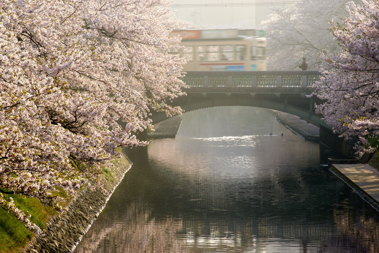 The spring scenery of cherry blossoms in full bloom along the Matsukawa River and the city tram running through town