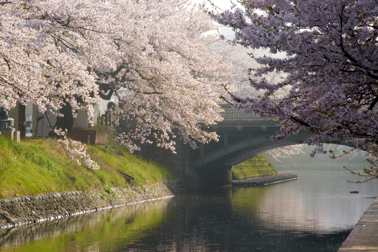 Cherry blossoms in full bloom, covering the bridge along the Matsukawa River, and their reflection on the water's surface
