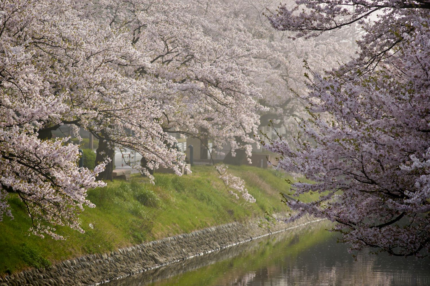 Cherry trees lining the riverbank, blooming magnificently in the spring haze