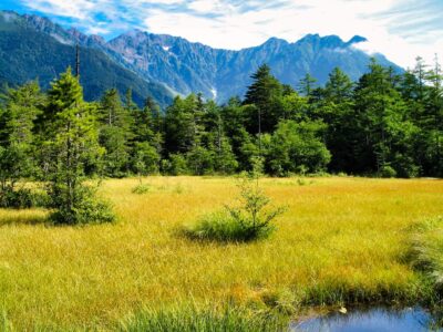 The Hotaka Mountain Range viewed from Kamikochi and Tashiro Wetlands. A landscape photograph featuring golden grasslands, forests, and a vast blue sky.