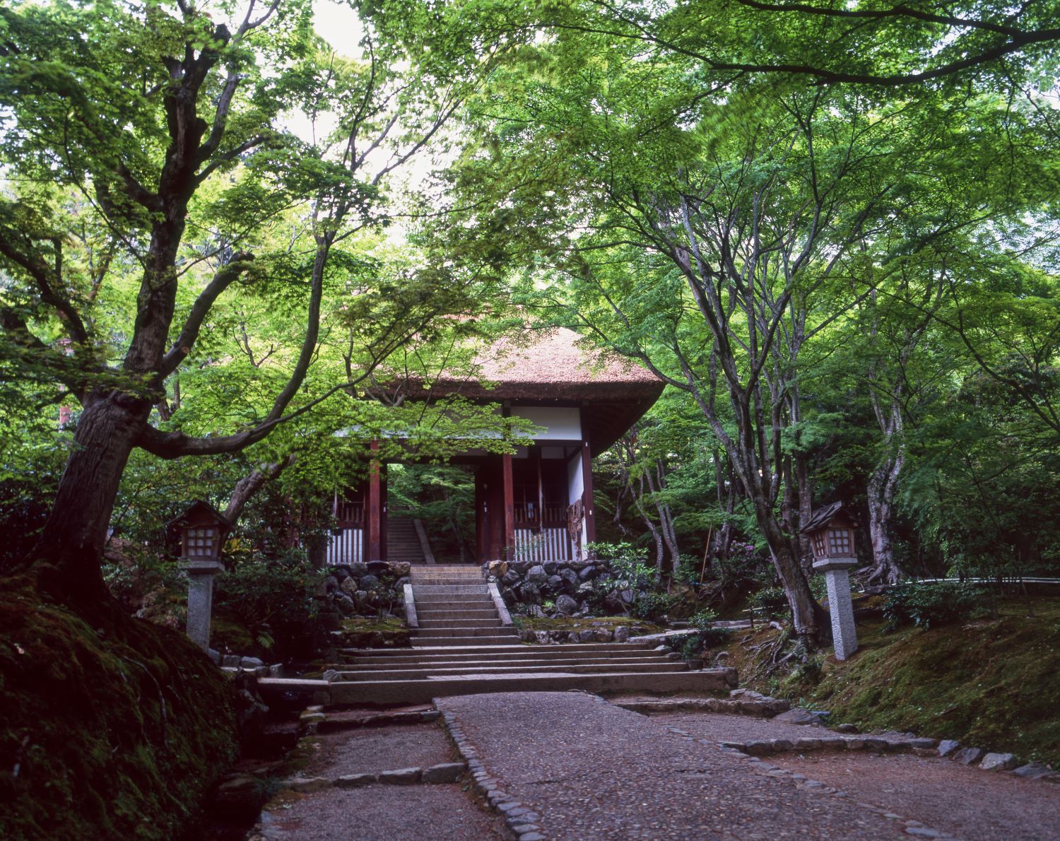 The stone steps leading to the thatched mountain gate of Jōjakkō-in Temple, enveloped by the fresh green maple leaves.