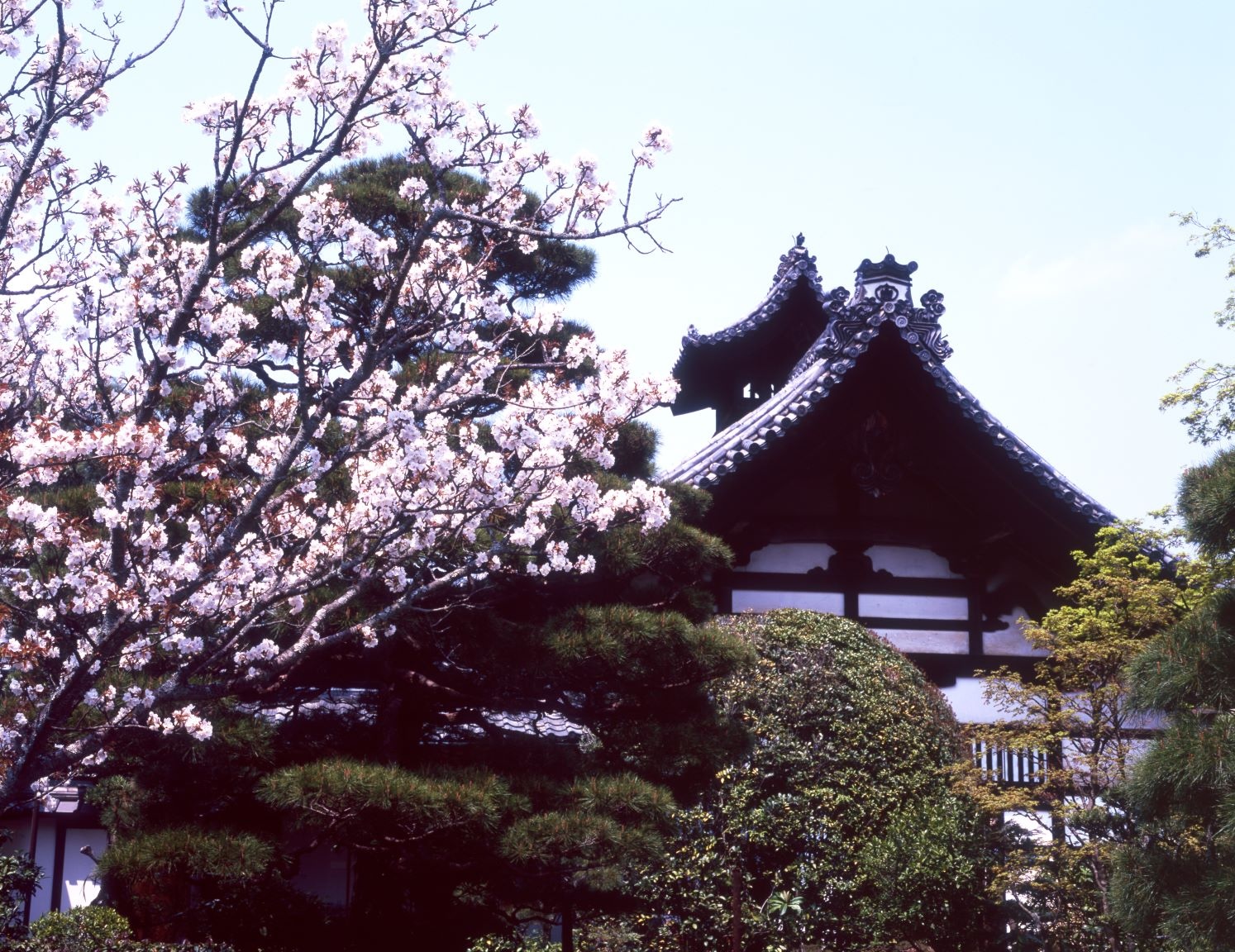 Spring scenery with cherry blossoms in full bloom spreading their branches against the backdrop of Tenryū-ji's temple grounds.