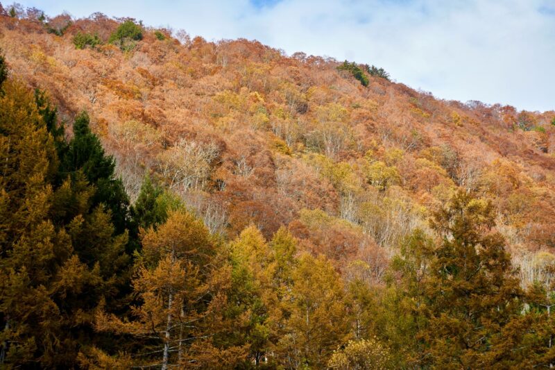 The forests of autumn foliage covering the mountainsides around Lake Arimine. Larch and broadleaf trees shift from golden hues to reddish-brown, creating a landscape that evokes the deepening of autumn.