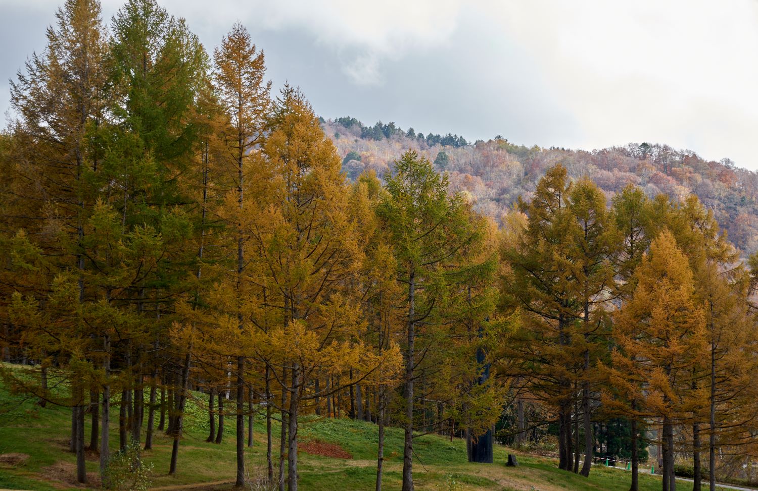 The golden larch forests around Lake Arimine and the crimson mountain ridges stretching beyond. The green grasslands in the foreground add color to the scene.