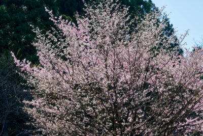 Cherry blossoms in full bloom spread against a backdrop of blue skies and mountain greenery.