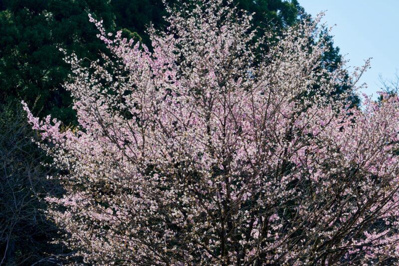 Cherry blossoms in full bloom spread against a backdrop of blue skies and mountain greenery.