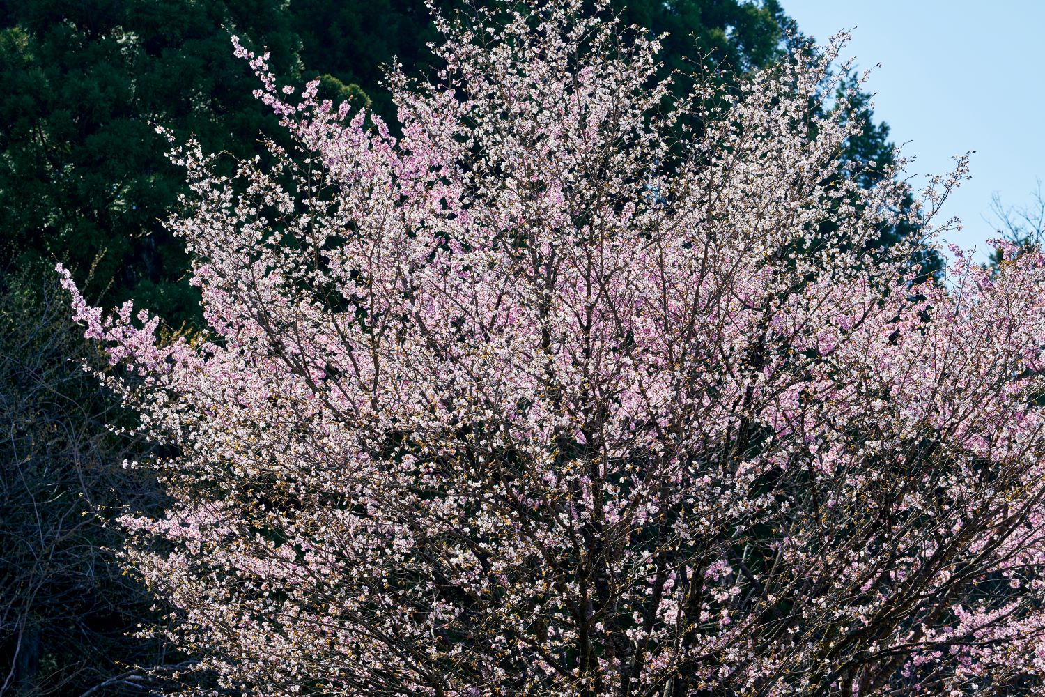 Cherry blossoms in full bloom spread against a backdrop of blue skies and mountain greenery.
