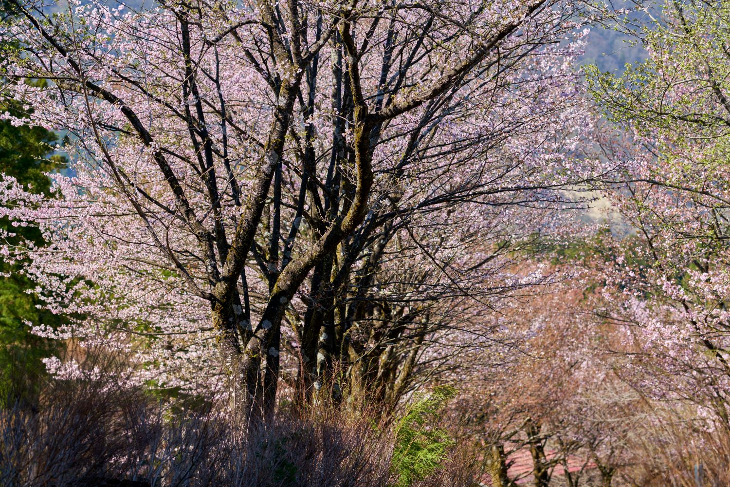 The gentle hues of cherry blossoms lining the path to the mountain village