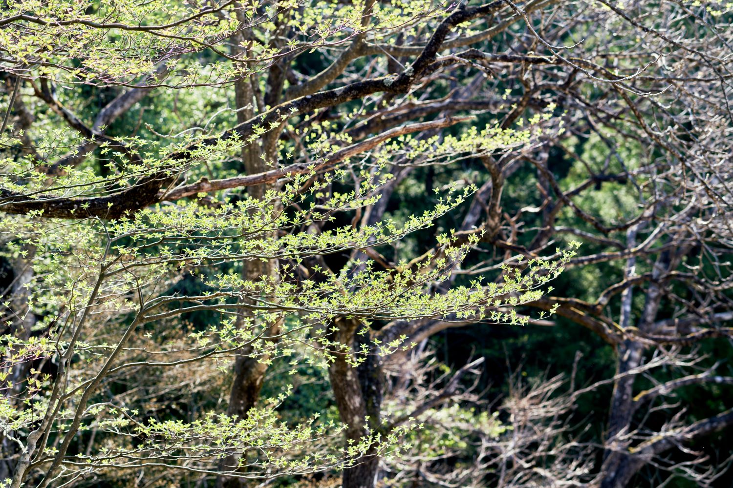 Small buds sprout at the tips of the branches, emitting a green glow.