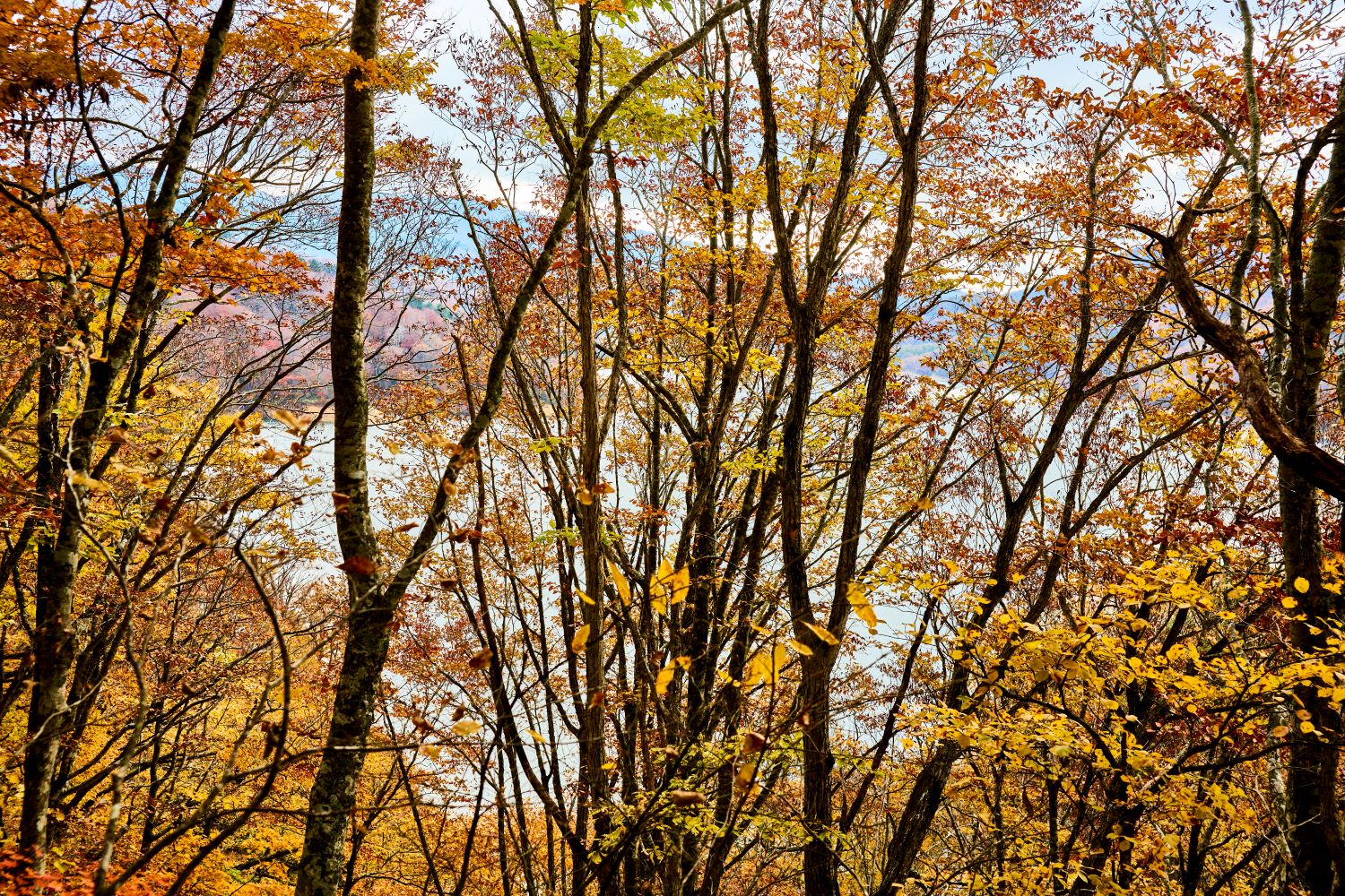 A view of Lake Arimine through trees dyed in autumn colors. The lake surface peeks through the gaps in branches and leaves turned yellow and red.