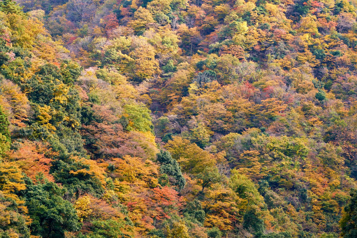 The autumn scenery of Jinzukyo Gorge, where trees dyed red and yellow spread across the entire slope