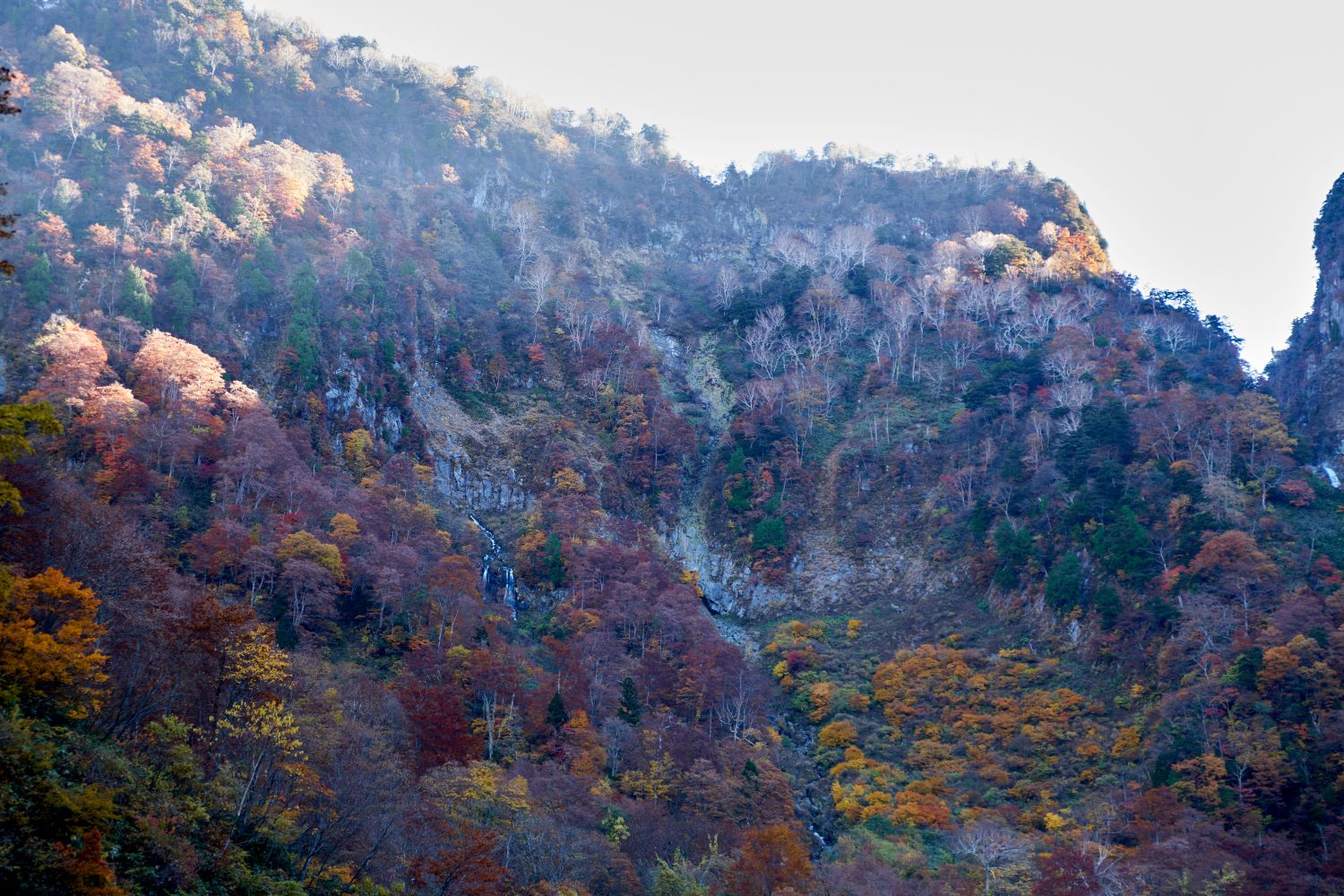 A photograph capturing the autumn foliage spreading across the mountainside upstream of Shōmyō Falls. Morning light streams in, making the trees dyed in red and yellow appear to float in three dimensions.