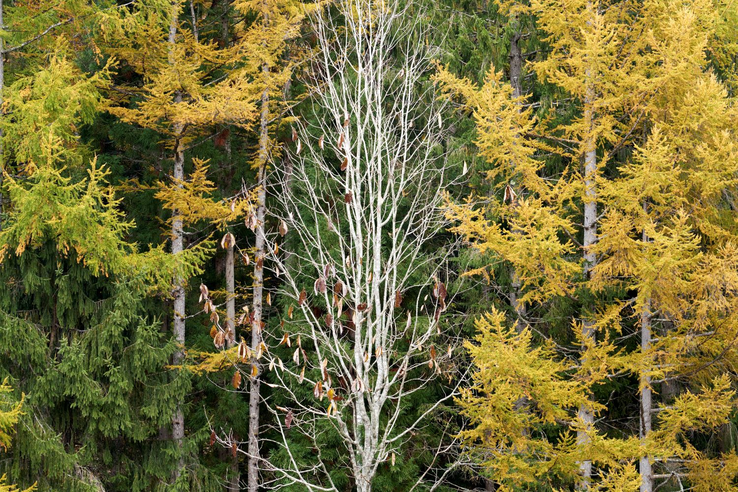 The forest around Lake Arimine. A landscape of stark contrast: bare white trees stand between golden larch leaves and deep green evergreens.