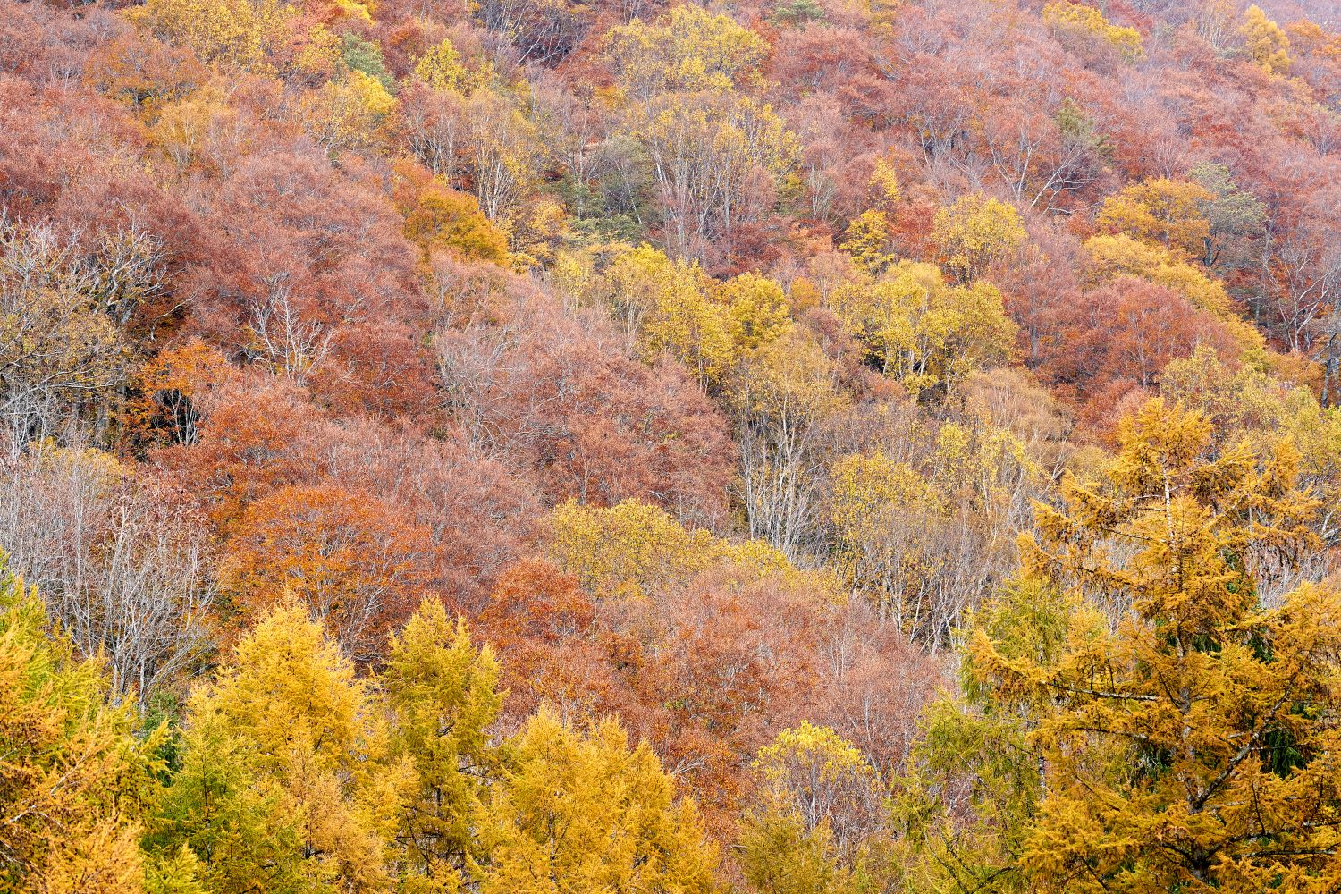 The autumn foliage covering the mountainsides around Lake Arimine. Golden larch trees blend with reddish-brown broadleaf trees, painting a vivid autumn gradient.
