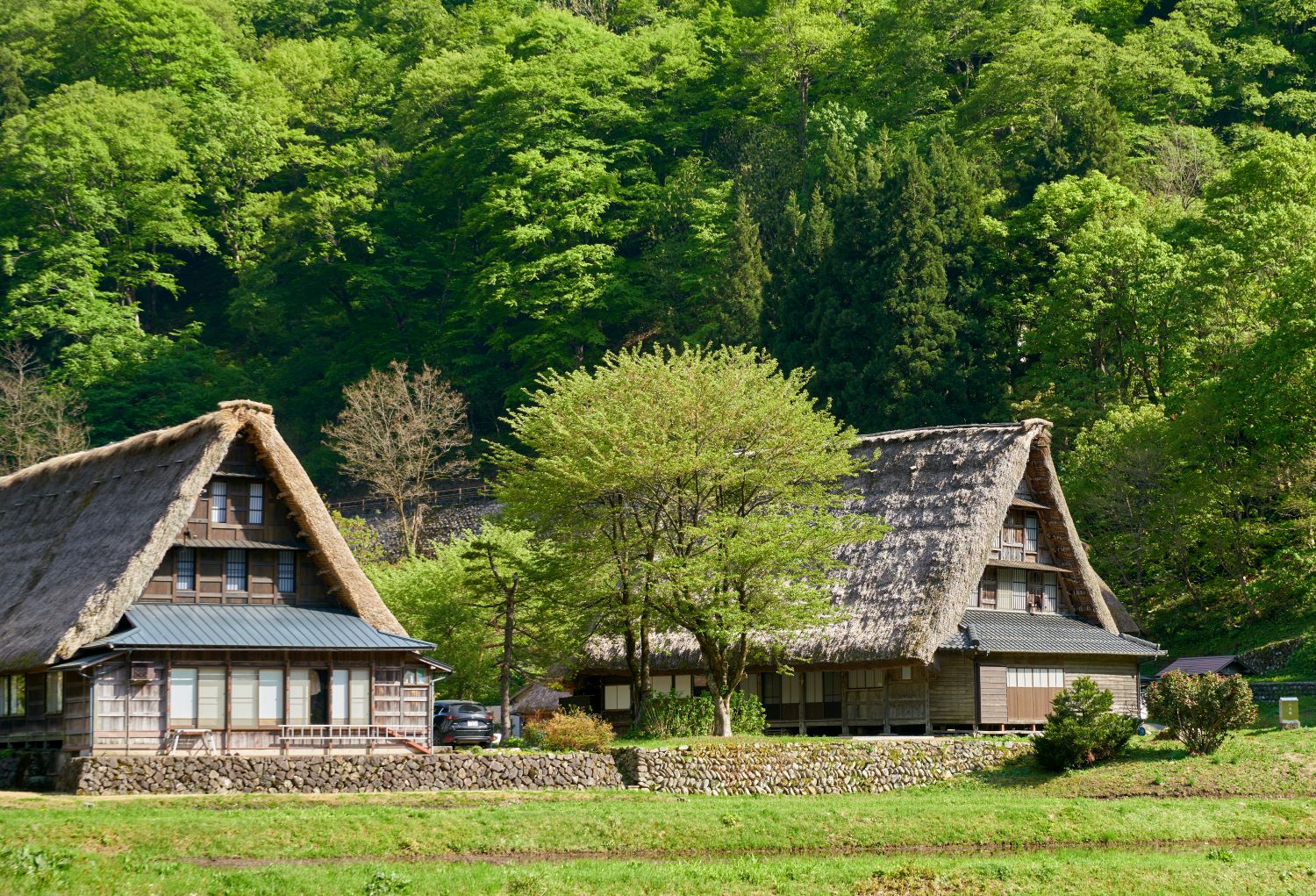 Gokayama's Gassho-style Village and the Fresh Green Trees