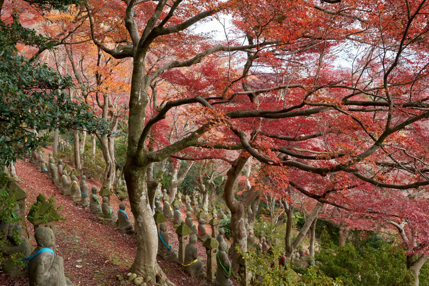 Gohyaku Rakan stone Arhat statues stand in orderly rows beneath crimson and orange autumn leaves. Tree branches spread overhead, forming a canopy.