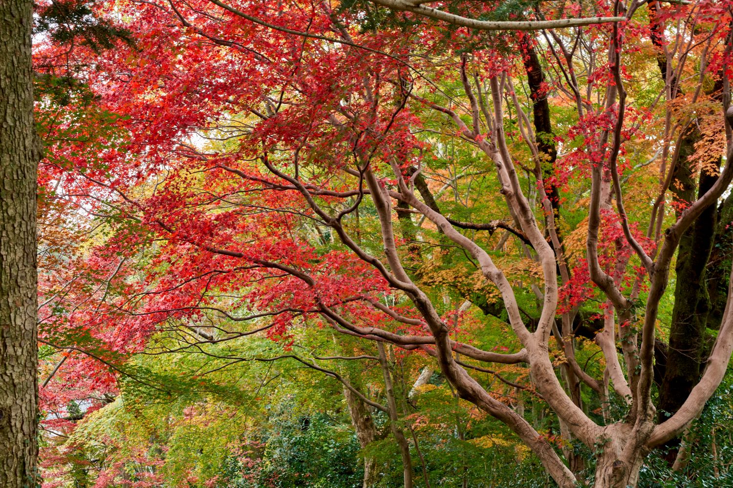 A forest where crimson-colored autumn leaves mingle with trees still holding onto their green. The diverse hues convey the deepening of autumn.