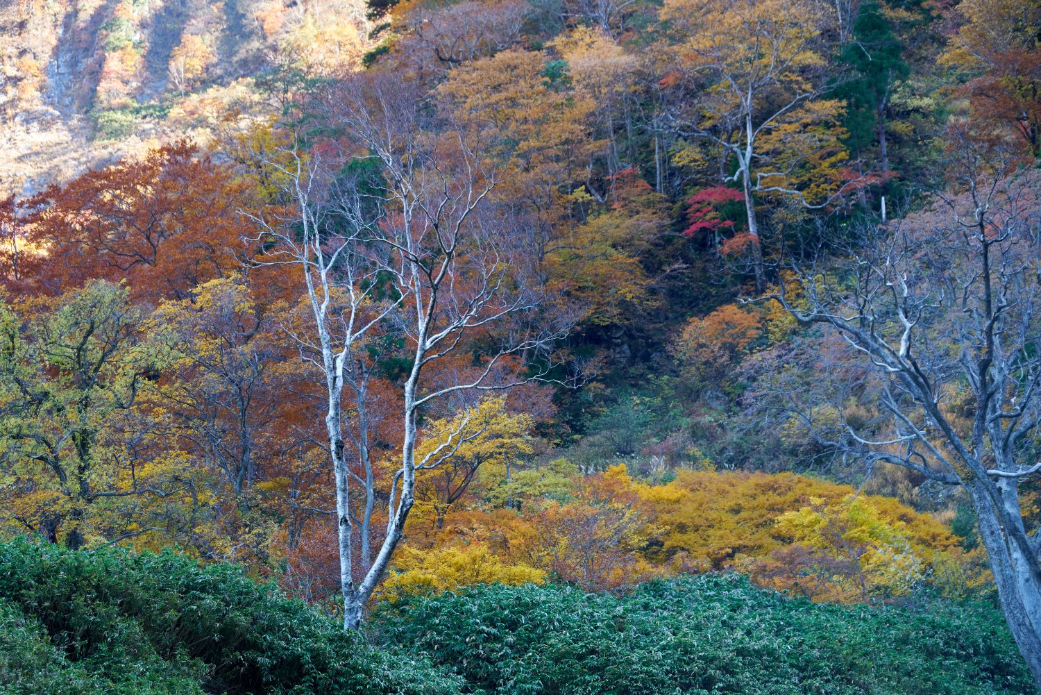 A mountain slope covered in vibrant autumn foliage. Amidst the red and yellow trees, a bare white tree stands, a scene that makes one feel the deepening of autumn.