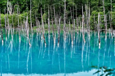 A landscape photograph of Biei's Blue Pond, where withered trees stand reflected in its emerald-blue surface.