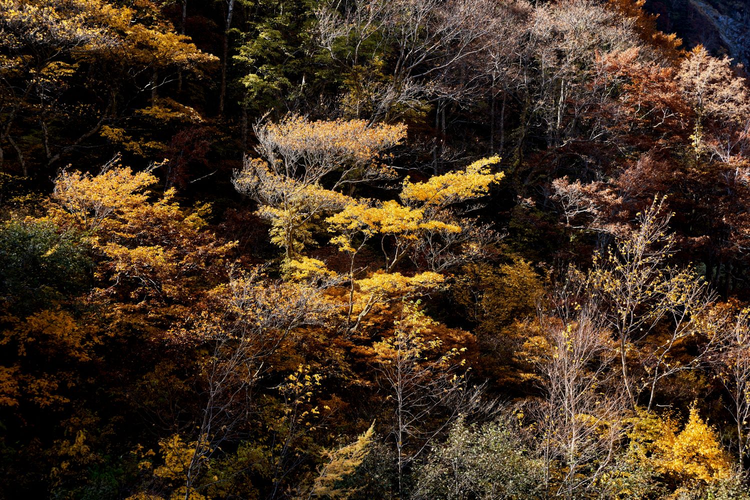 Autumn foliage paints the mountain forests. Yellow and orange leaves, illuminated by sunlight, stand out against the dark forest backdrop.