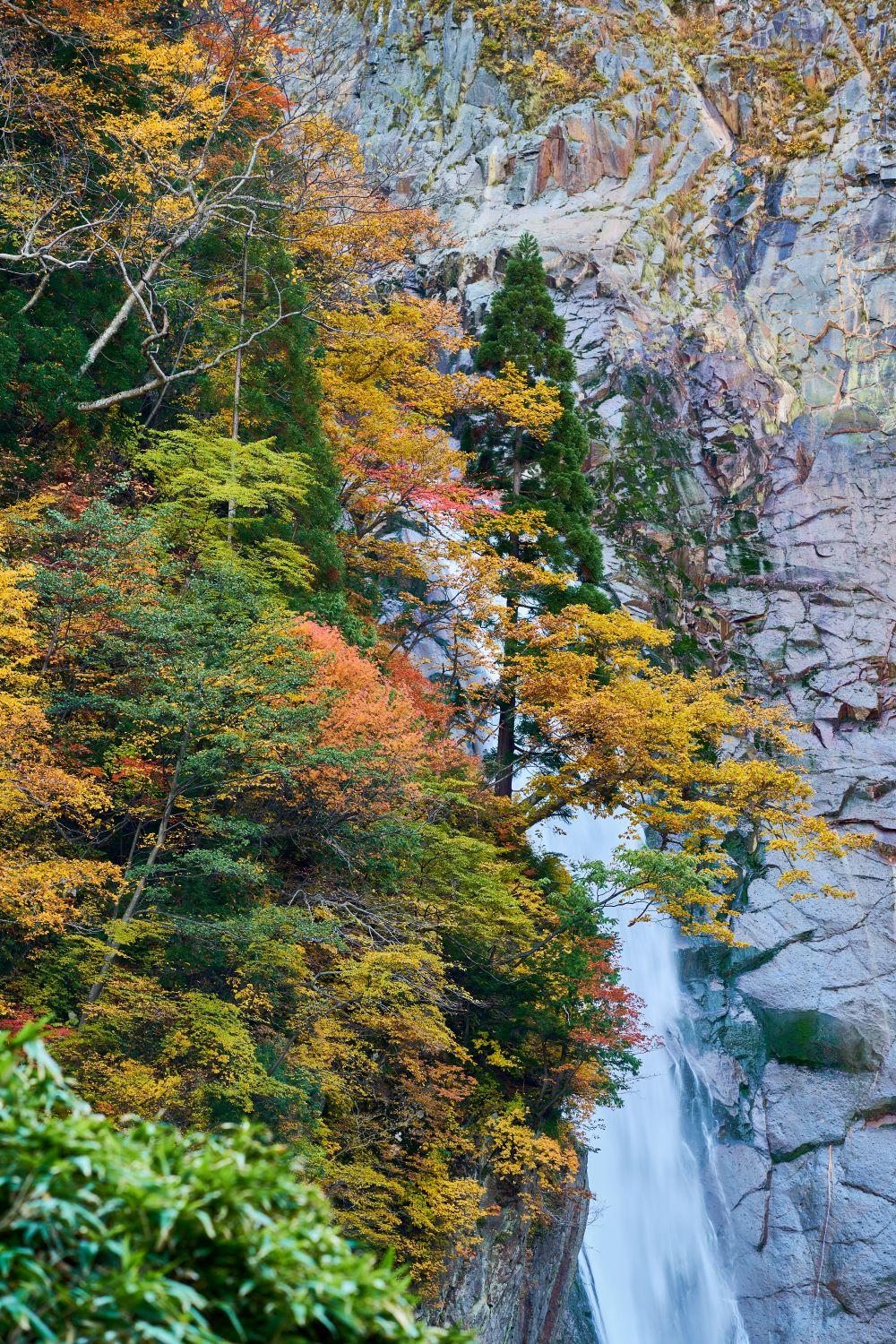 The scene of the waterfall cascading down along the rock face amidst the mountain slopes where vibrant autumn leaves mingle with evergreen trees.