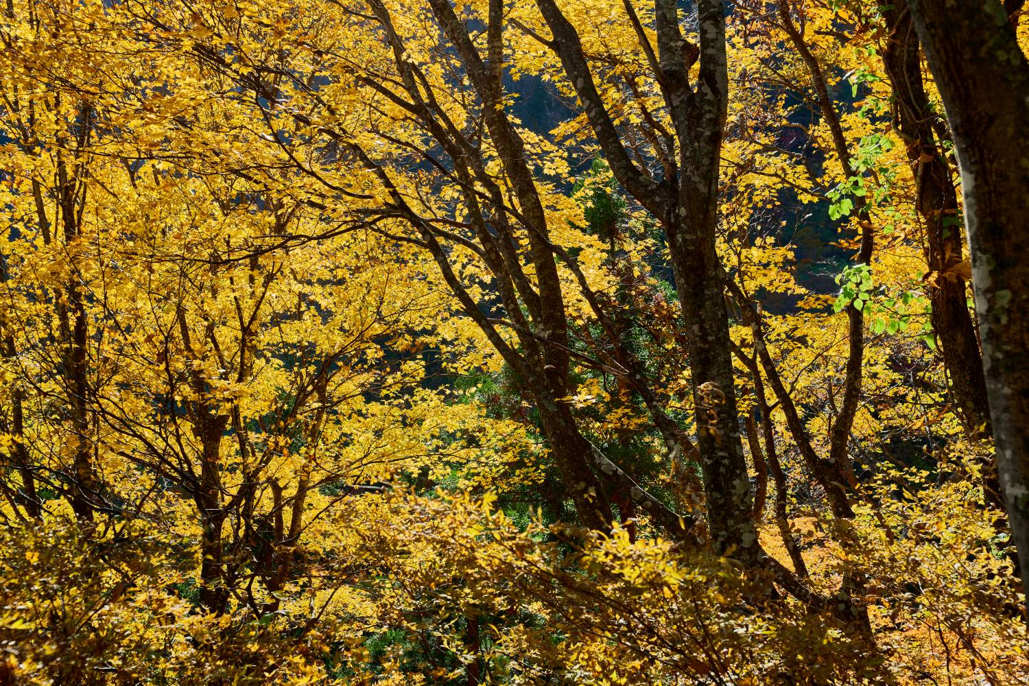 Golden autumn leaves glistening in the sunlight. The branches of the trees filter the light, and the entire forest is bathed in brightness.