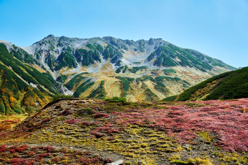 The slopes of Mt. Tateyama, dyed in autumn colors, with a foreground landscape of alpine plants turning crimson