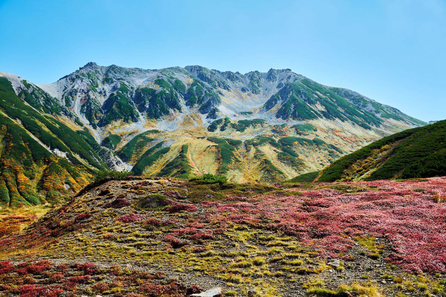 The slopes of Mt. Tateyama, dyed in autumn colors, with a foreground landscape of alpine plants turning crimson