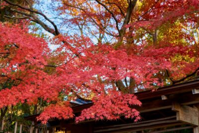 Maple branches spread over the wooden buildings at Toyama City Folk Crafts Village. Bright red maple leaves glow in the autumn light.