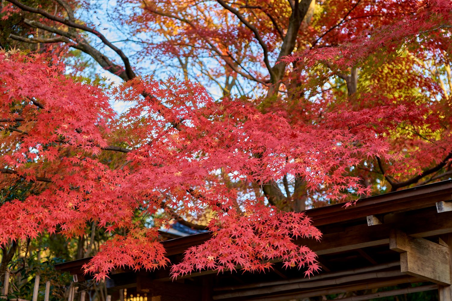 Maple branches spread over the wooden buildings at Toyama City Folk Crafts Village. Bright red maple leaves glow in the autumn light.