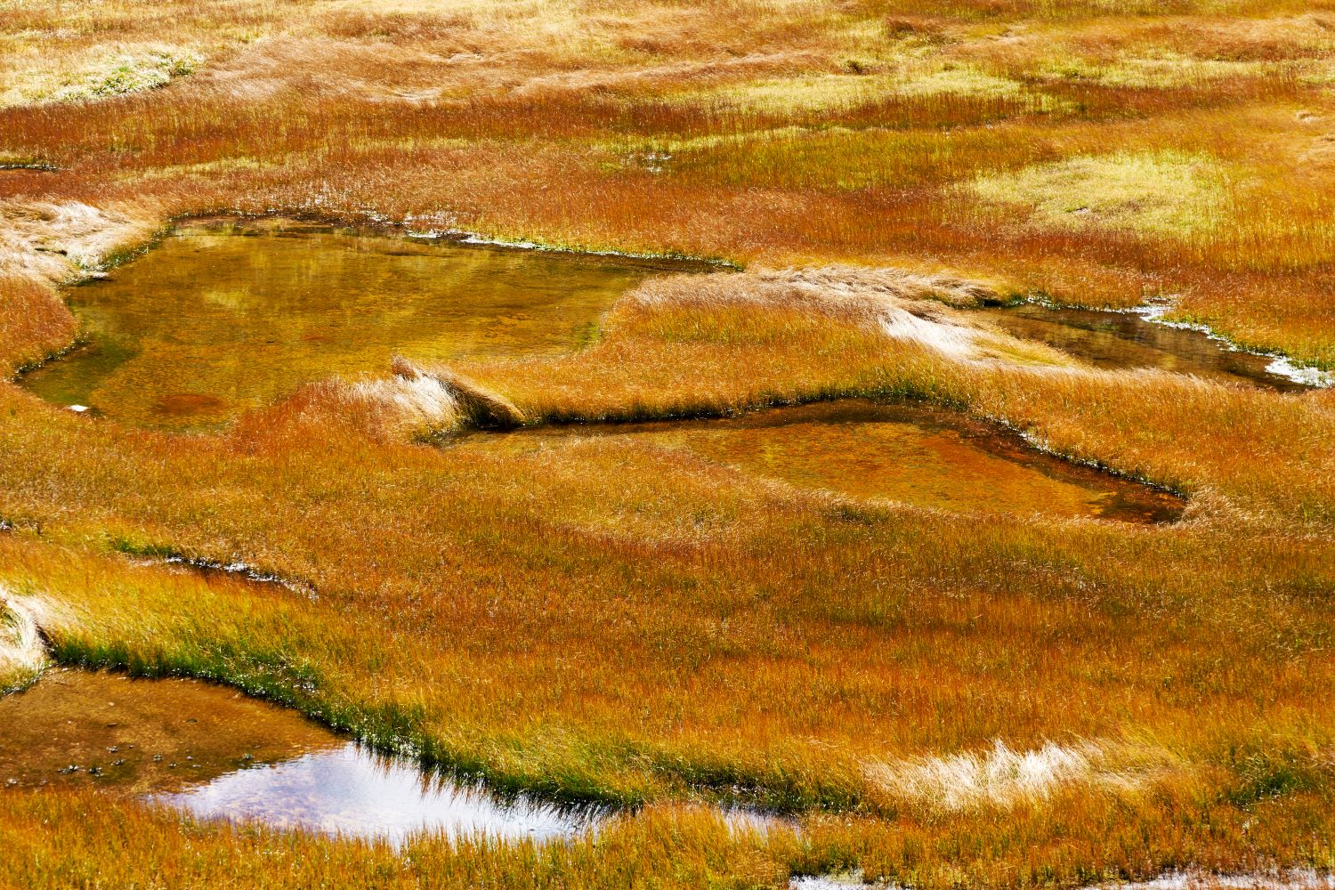 Ponds scattered throughout the grassland, now yellowed by autumn, reflect the golden landscape of the wetland.