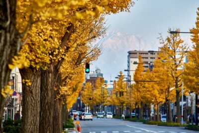 A photograph of the ginkgo tree-lined avenue in Toyama City, with Mount Tsurugi visible in the background