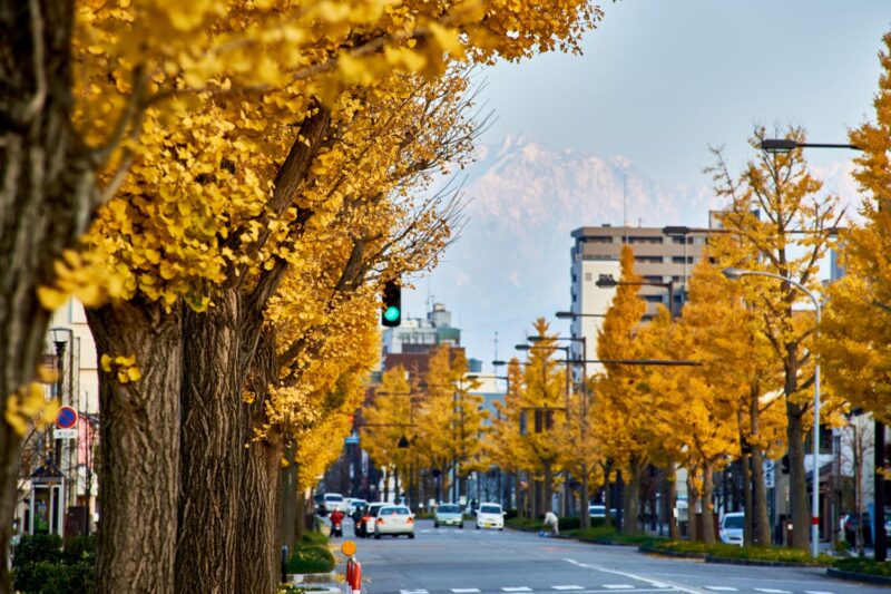 A photograph of the ginkgo tree-lined avenue in Toyama City, with Mount Tsurugi visible in the background