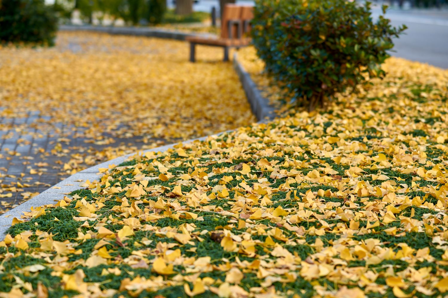 A photograph of ginkgo leaves covering the ground around a bench.