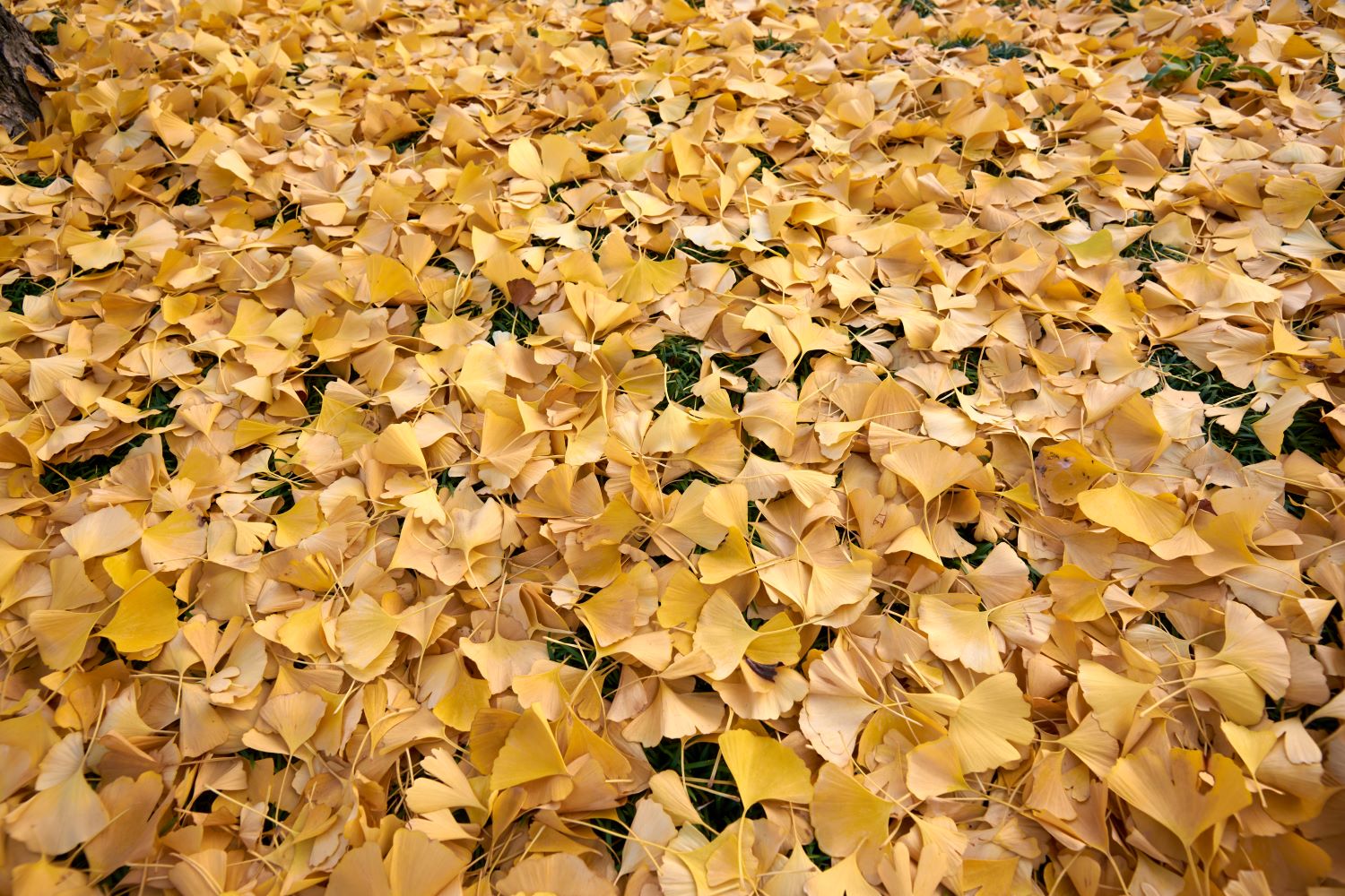 Close-up photo of ginkgo leaves piled up in Toyama City.