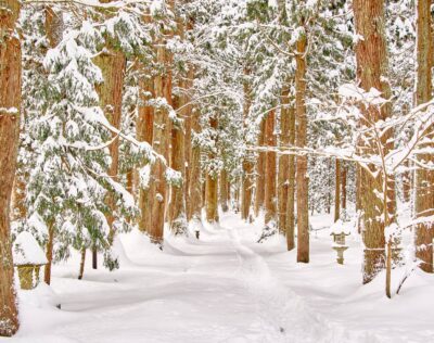 The approach to Oyama Shrine. Cedar trees stand covered in snow, a winter scene of the approach stretching out in silence.
