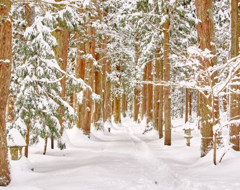 The approach to Oyama Shrine. Cedar trees stand covered in snow, a winter scene of the approach stretching out in silence.