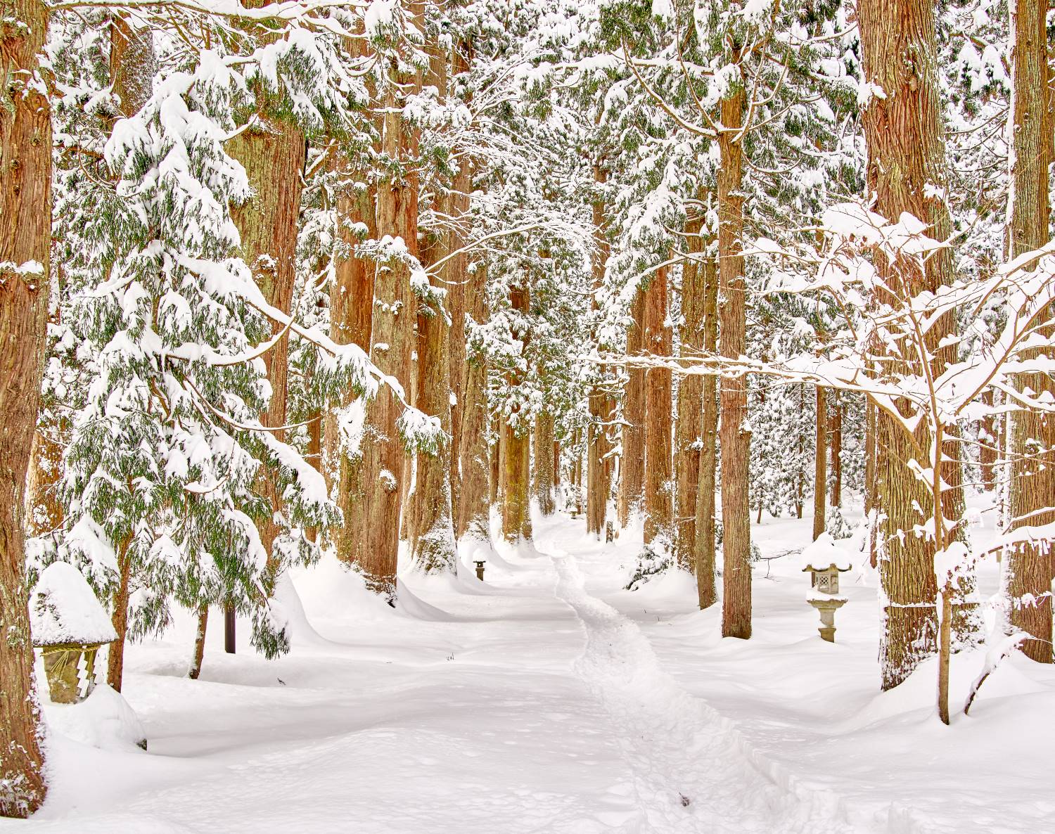 The approach to Oyama Shrine. Cedar trees stand covered in snow, a winter scene of the approach stretching out in silence.