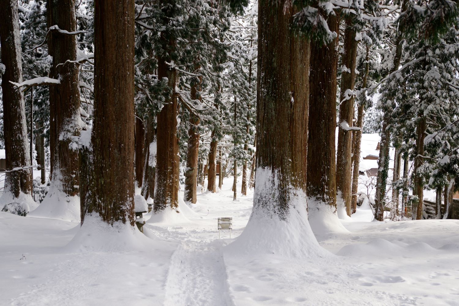 The snow-covered approach to Oyama Shrine lined with cedar trees. A beautiful winter scene where the white snow contrasts with the cedar trunks.