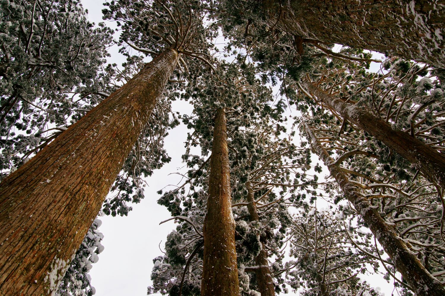 The view looking up from below at the cedar trees lining the approach to Oyama Shrine, covered in snow.
