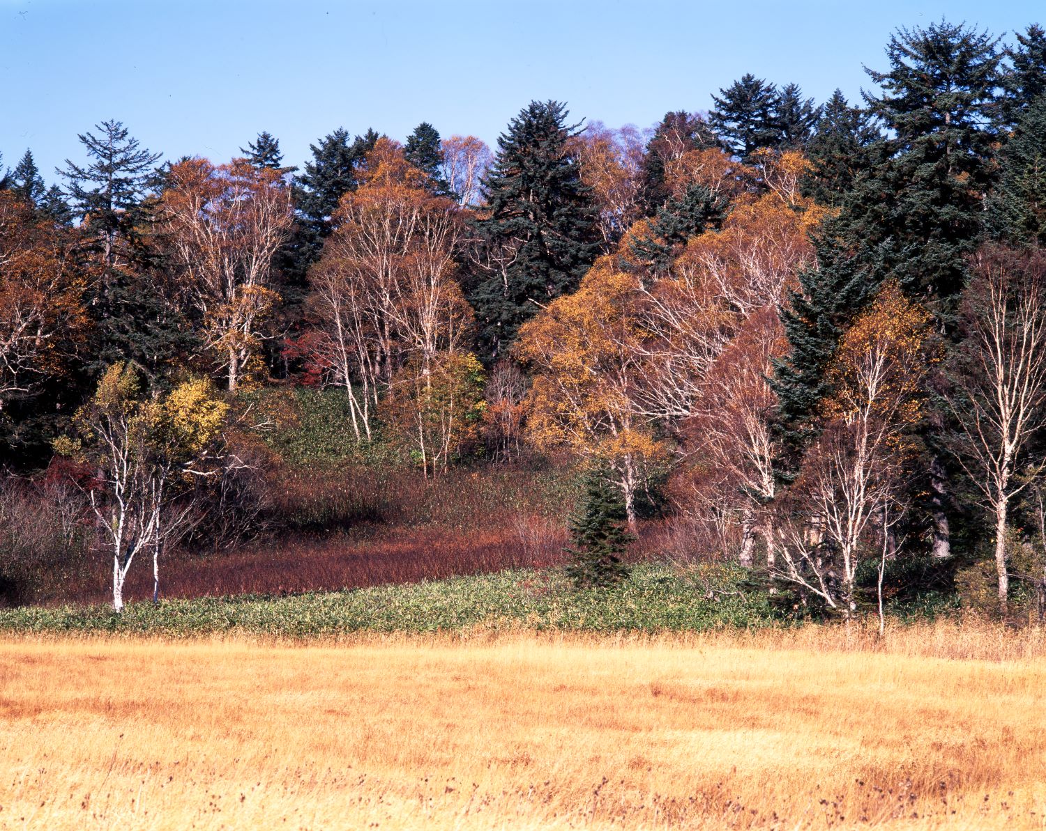The autumn scenery of Oze Marshland created by birch trunks and trees turning color