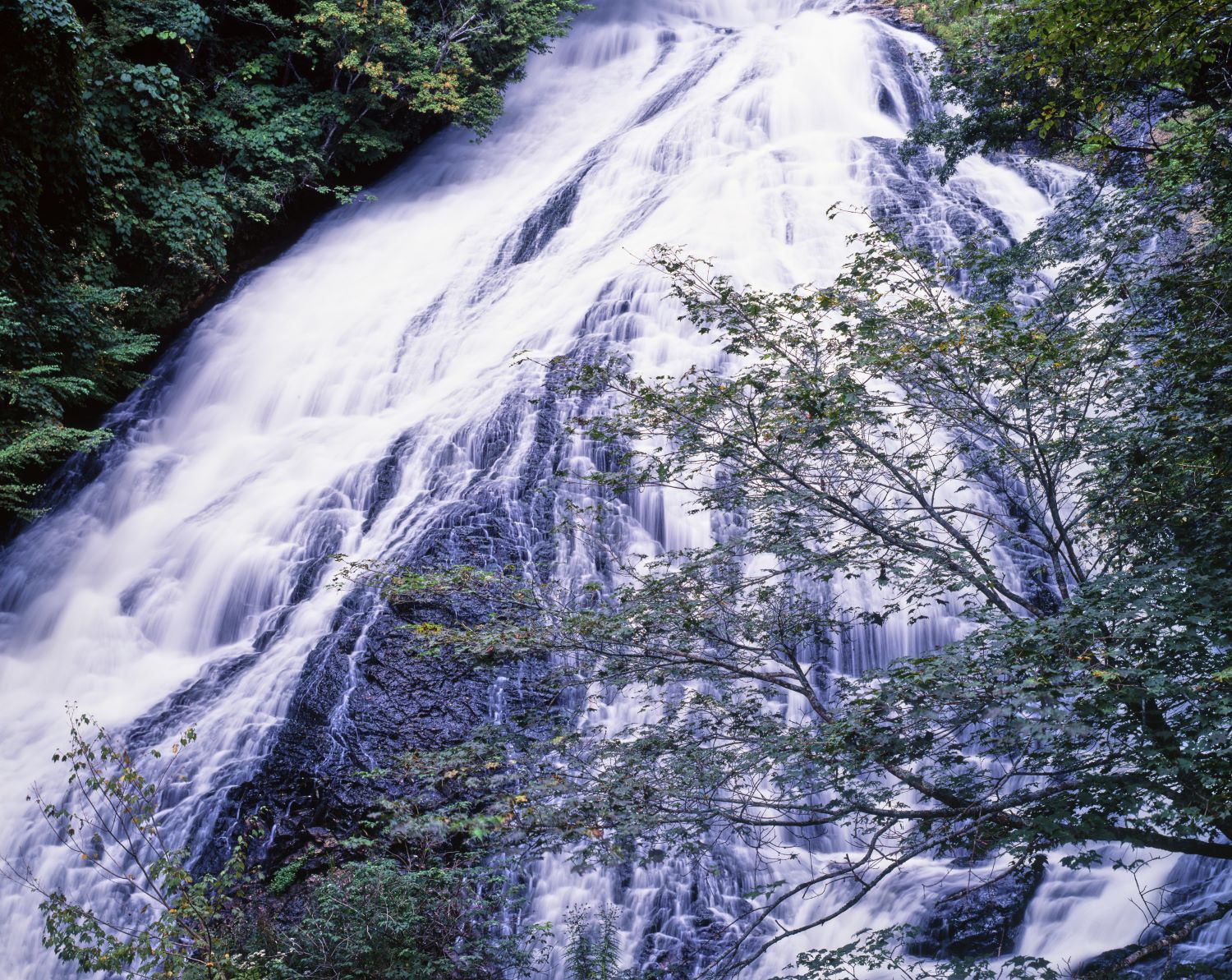 Yutaki Falls in Oku-Nikkō. A scene where the white waterfall cascading over black rock surfaces overlaps with the green branches and leaves spreading out in the foreground.