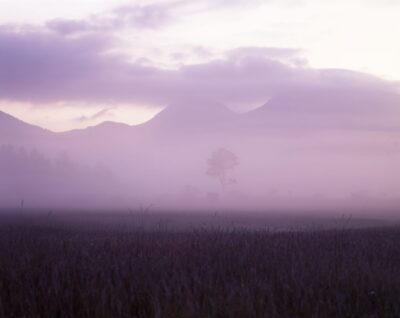 A mountain range and a single tree faintly emerge from the thick fog.