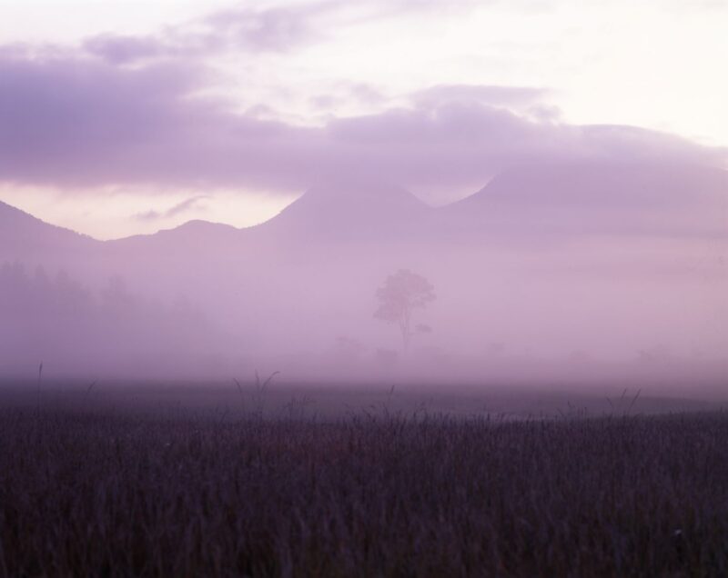 A mountain range and a single tree faintly emerge from the thick fog.