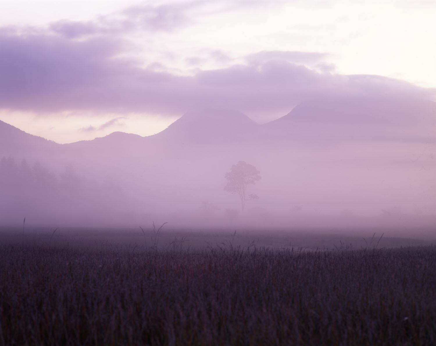 A mountain range and a single tree faintly emerge from the thick fog.
