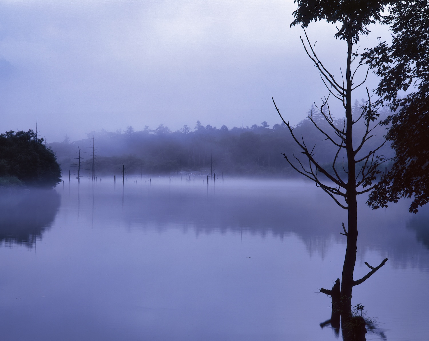 Kamikochi's Taisho Pond shrouded in morning mist. Dead trees stand in rows on the lake's surface, creating a fantastical atmosphere.