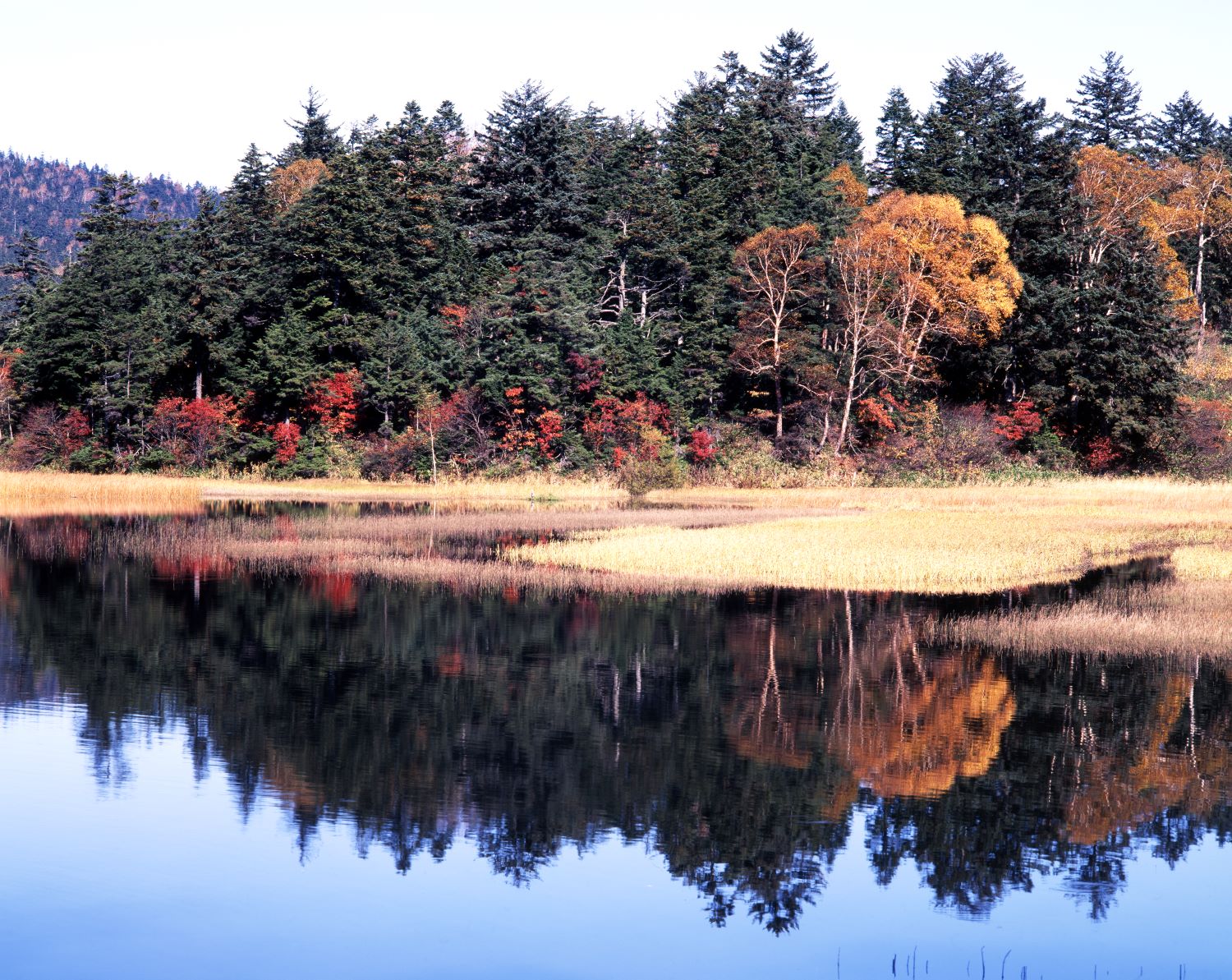Yellow and red trees reflected on the water's surface, autumn scenery along the lakeshore